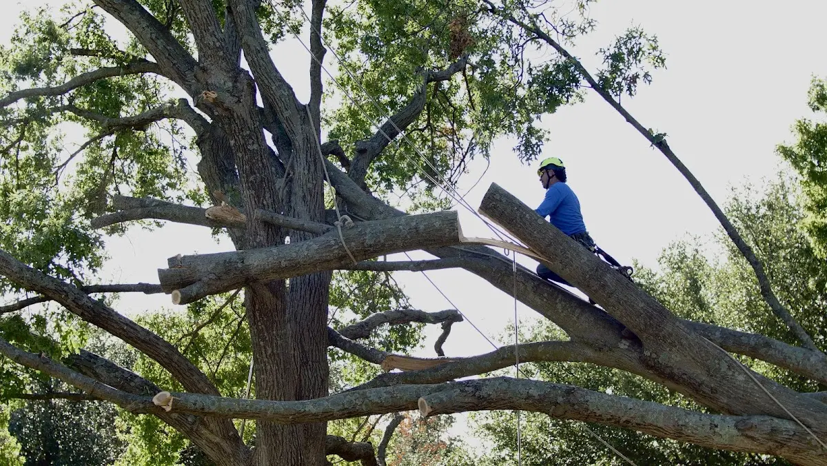 Professional Crown Thinning performed by certified arborists in Wells