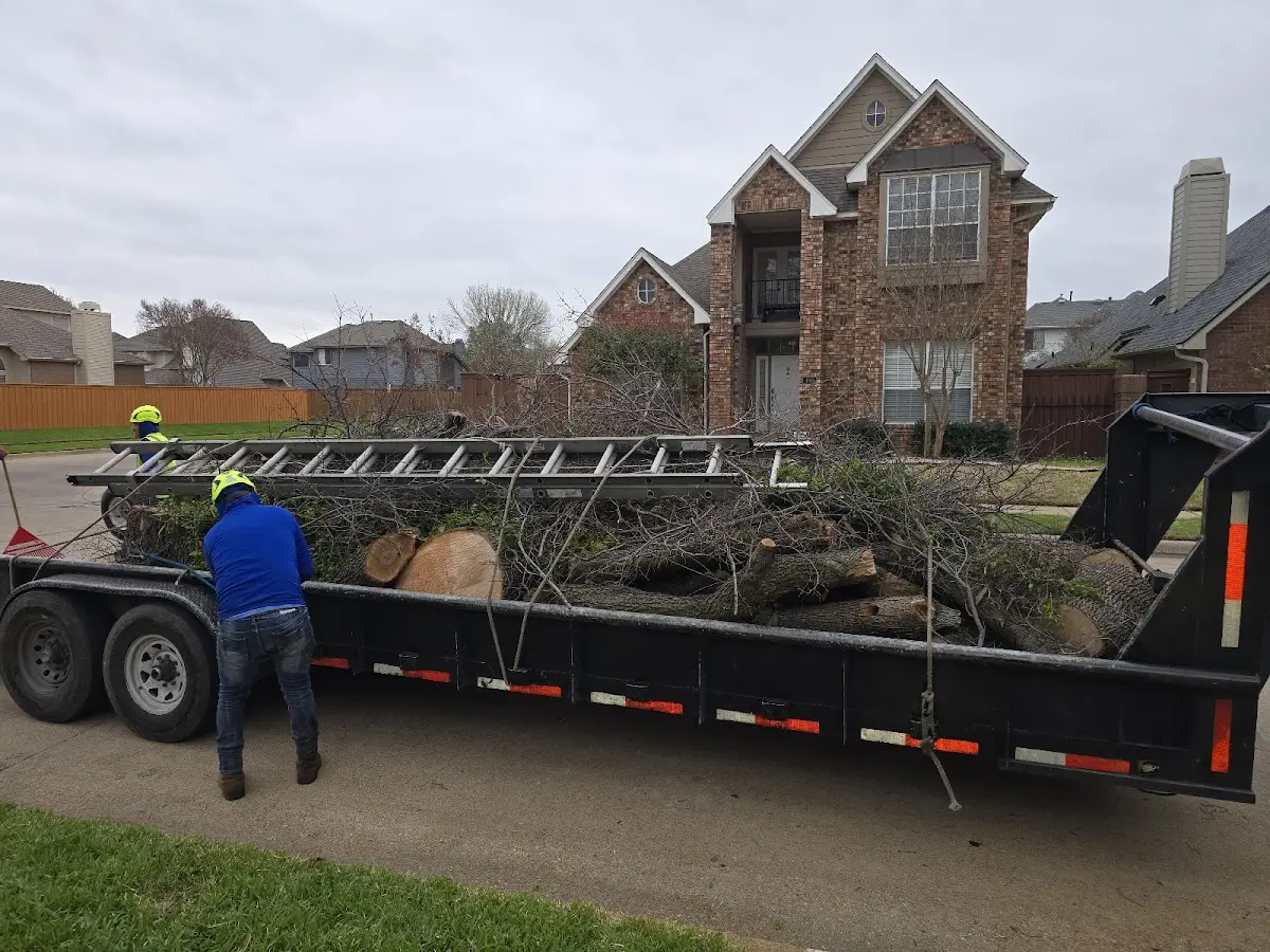 Expert Tree Removal with proper safety equipment in Wells
